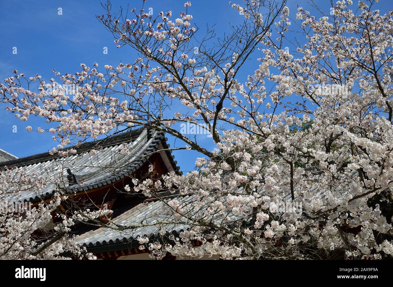 Bloming cherry trees branches on the roof of the temple Stock Photo