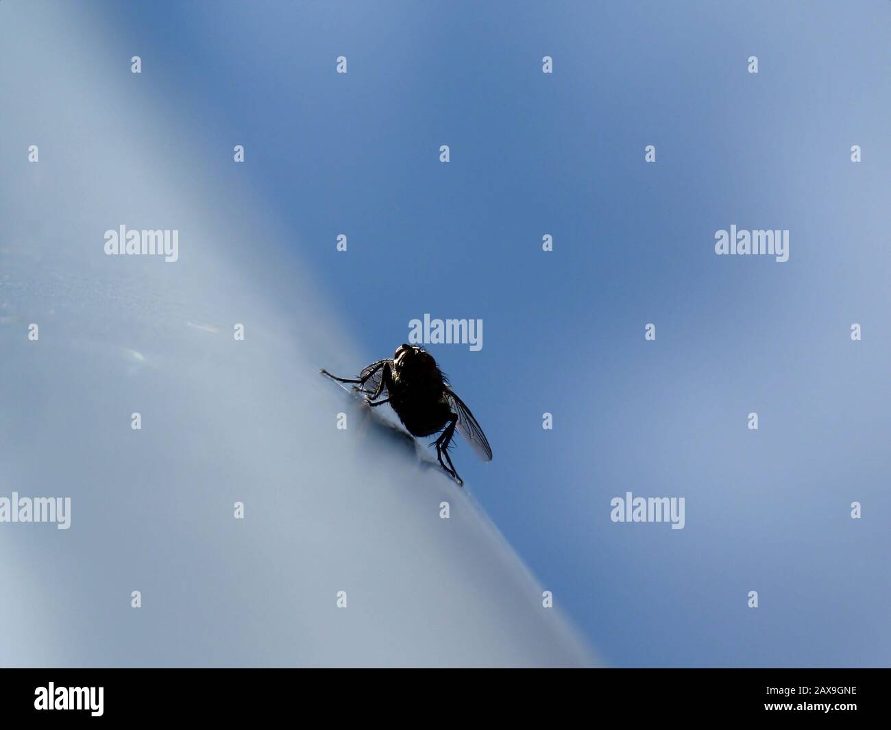 Abstract View Of Black Fly Closeup On Shiny Gray Curved Surface