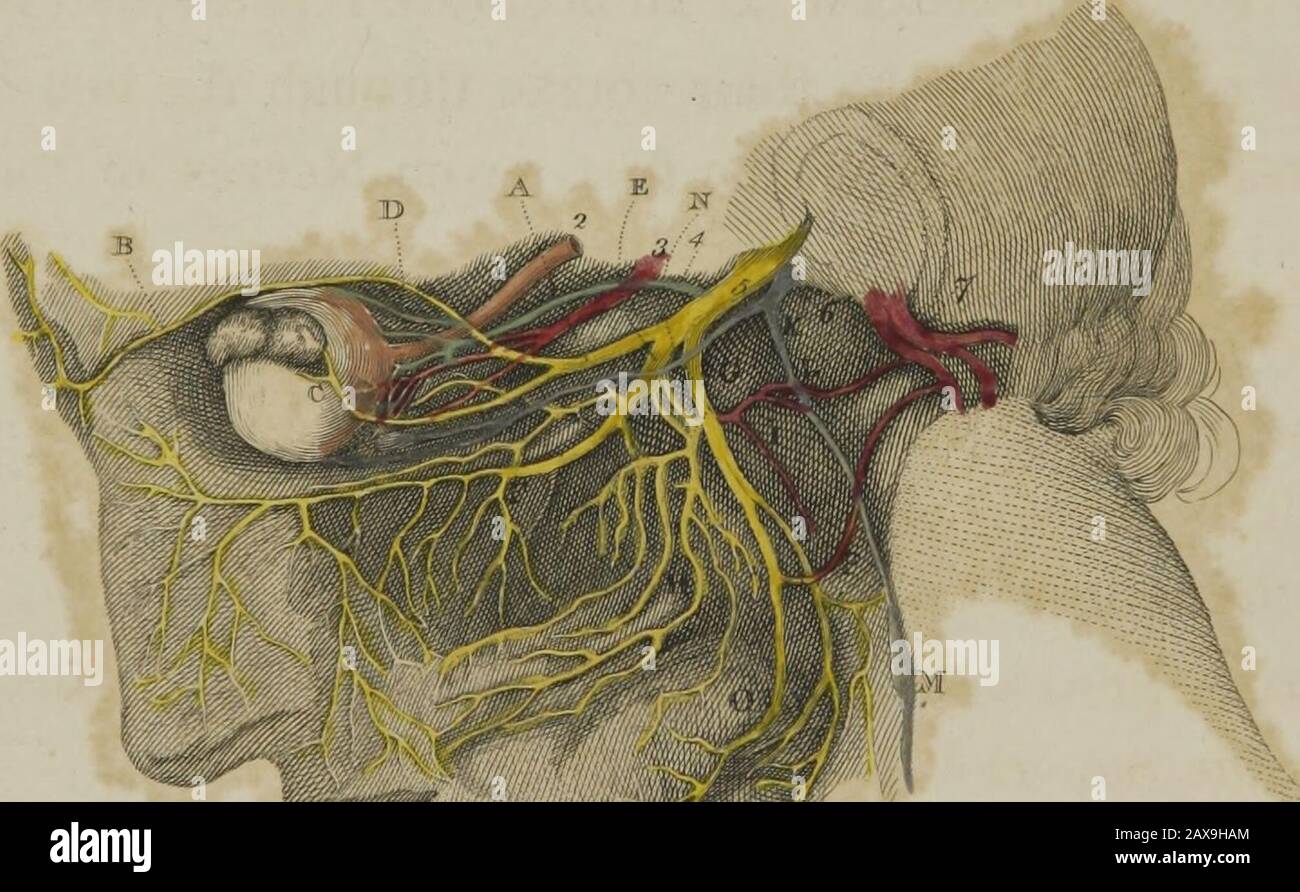 Nerves of the lower leg hi-res stock photography and images - Alamy