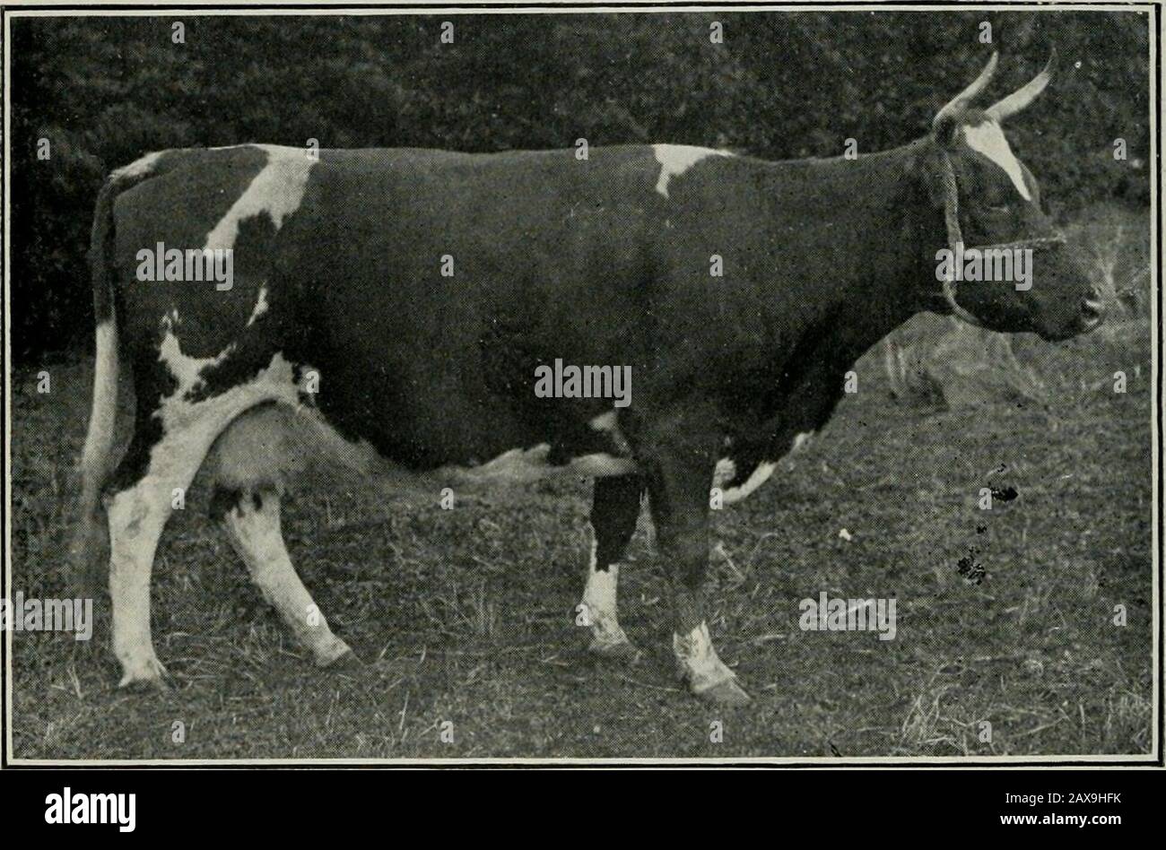 The Journal of the Department of Agriculture, Victoria . itilined.) A PROFITABLE DAIRY COW.. The illustration herewith is a typical dairy cow of pure Ayrshire breed-ing, the property of Mr. T. Cook. Carpentaria, Glenroy. For theseason just ending, covering a period of seven rnonths, she has produced5,530 lbs. of milk. This cow% Edith .2nd. was purchased from the breeder, Mr. J.Thomp.son, Hazelmount, Krowera, near Loch, Gippsland. by Mr.Cooks father at the RoNal Show sales, September, 1905, for the purposecf supplying milk and butter to the household. Mr. Cook has weighed and recorded this cows Stock Photo