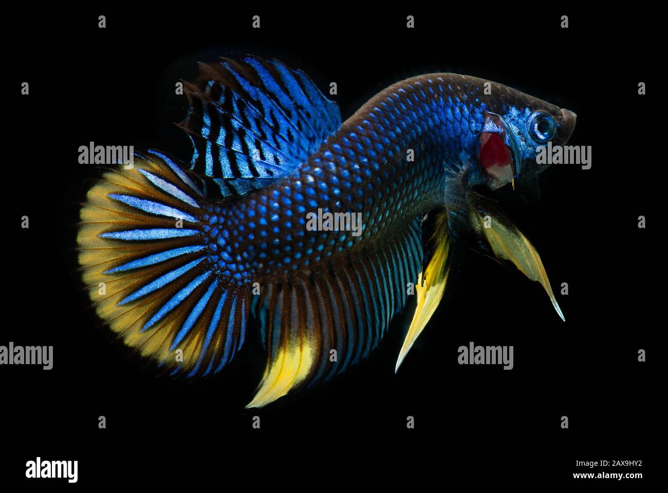 Wild nature betta splendens or wild siamese fighting fish with black background. Stock Photo