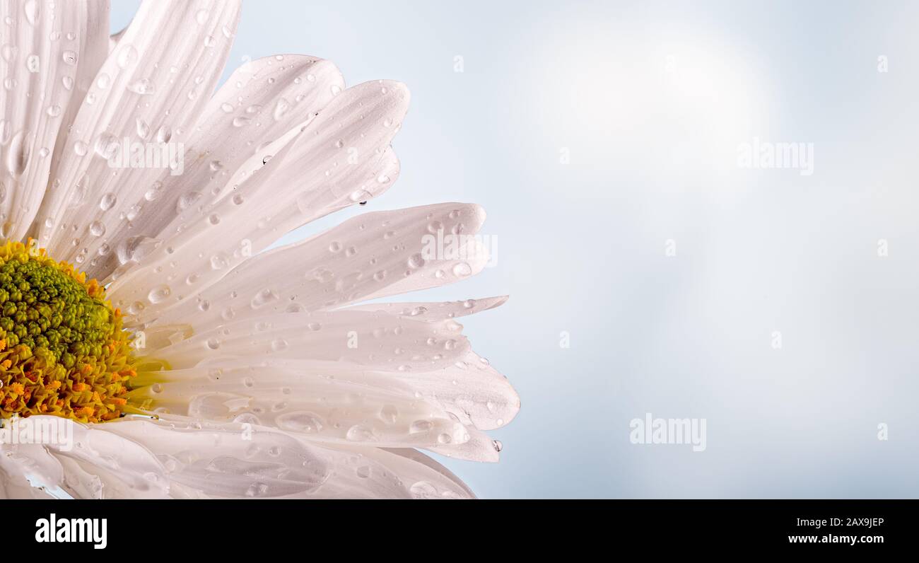 Closeup of a white daisy flower with waterdrops on a bright background Stock Photo