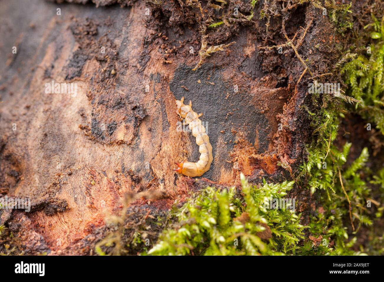 Common Cardinal beetle larva, Pyrochroa serraticornis, predator of woodlice living under decaying sycamore tree bark with pointed mandibles Stock Photo