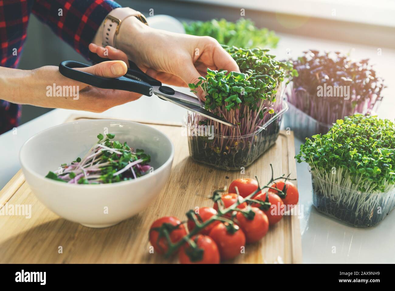 woman cutting fresh microgreens for salad bowl Stock Photo