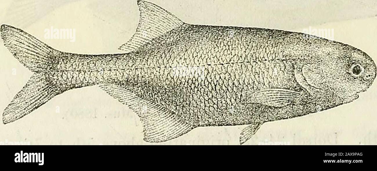 Catalogue of the fresh-water fishes of Africa in the British Museum (Natural History) . oon. 6-10. Ad. & bgr. Ja R. at Bitye, Cameroon.11-13. Ad. Talagouga, Ogowe. Ibali, Lake Leopold II, Upper Congo. M. P. Delbez (C). Upper Congo. Brussels University. Dr. Buttil&lt;oEer (C). Dr.W.J. Ansorge(C).G. L. Bates, Esq. (C). Miss Kino-sley (C). 14. Hgr 15. Ad. 16. Ad. Banzyville, Ubanghi. 17-18. Hgr. &yg. Quanza R., Angola. Capt. Royaux (C).Dr. W. J. Ansorge (C). 6. PETROCEPHALUS BOVEI.Mormymts bovei, Cuv. & Val. Hi.-t. Poiss. xix. p. 283 (1846) ; Giinth. Pethericks Trav. ii. p. 255 (1869); Steind. Si Stock Photo