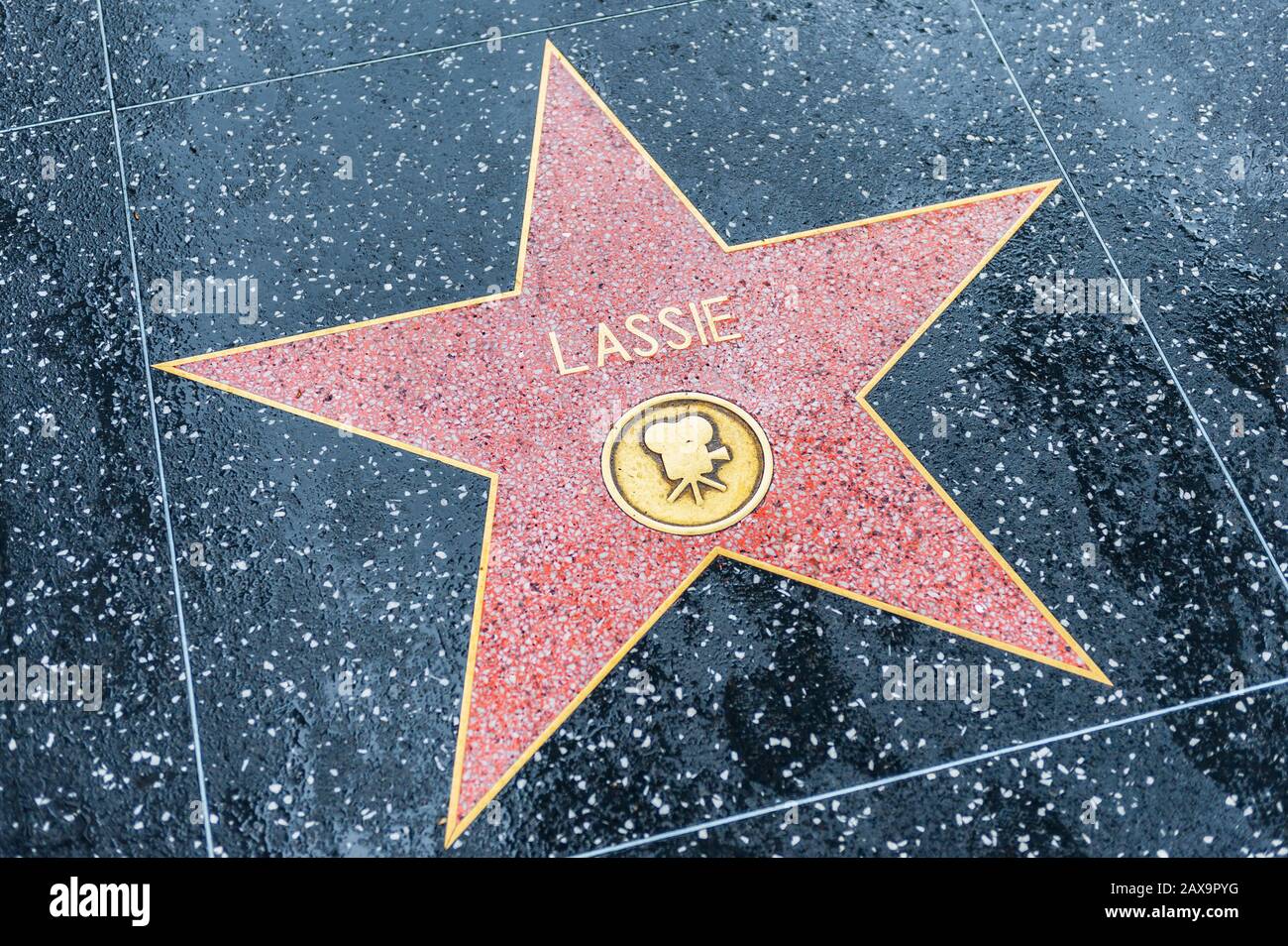Lassie star on the Hollywood Walk of Fame in Hollywood, California, USA. Lassie was a fictional female rough collie dog. Stock Photo