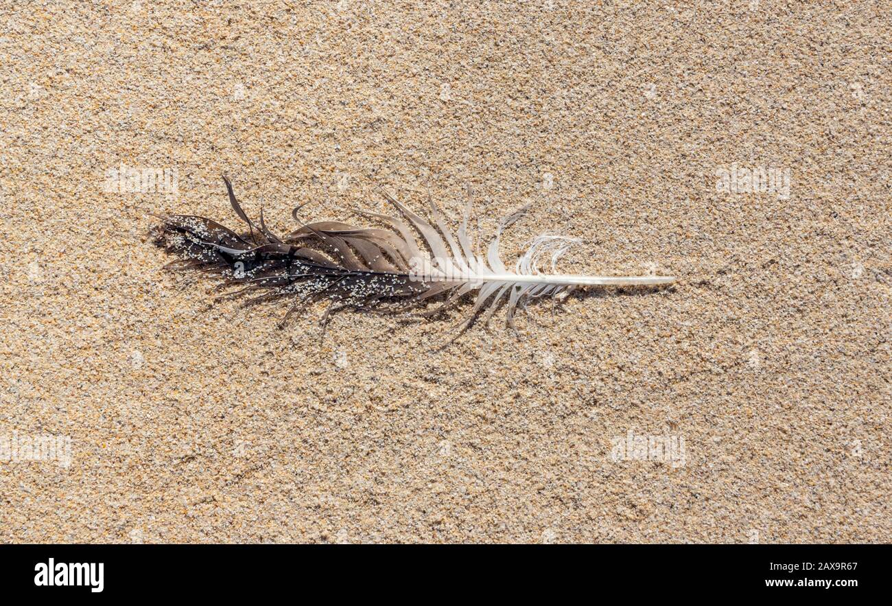 Single feather lying on the sand Stock Photo