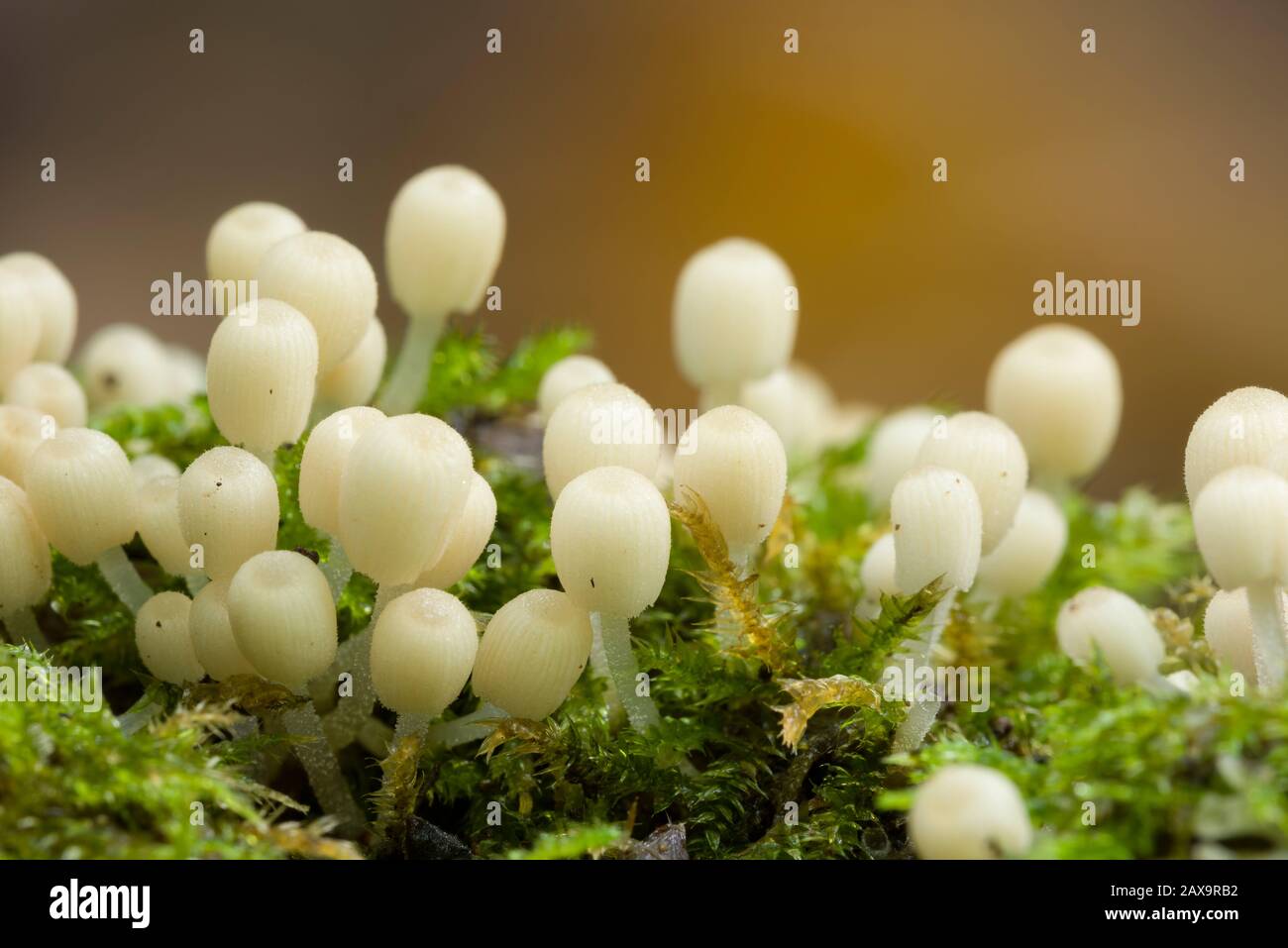 Immature Fairy Inkcap (Coprinellus disseminatus) mushrooms growing on a fallen tree in woodland. Stock Photo