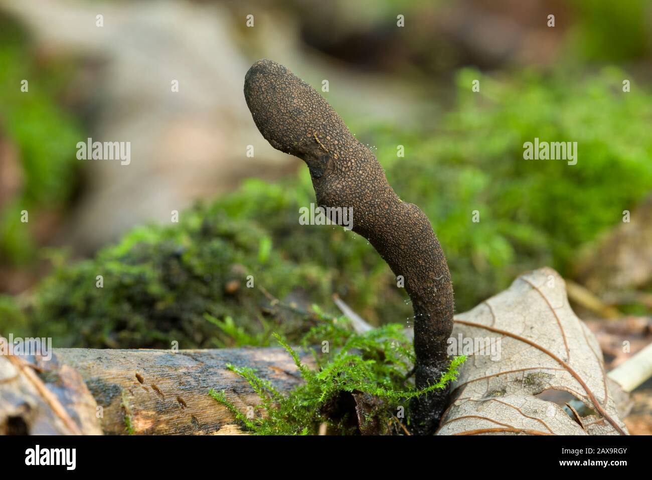Xylaria longipes fungus commonly known as dead moll's fingers growing on a branch in leaf litter on a woodland floor. Stock Photo