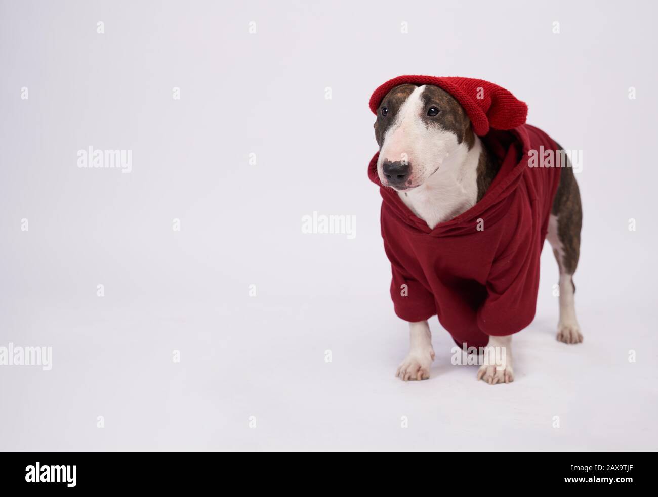Fashionable dog wears red hoodie, bull Terrier Stock Photo