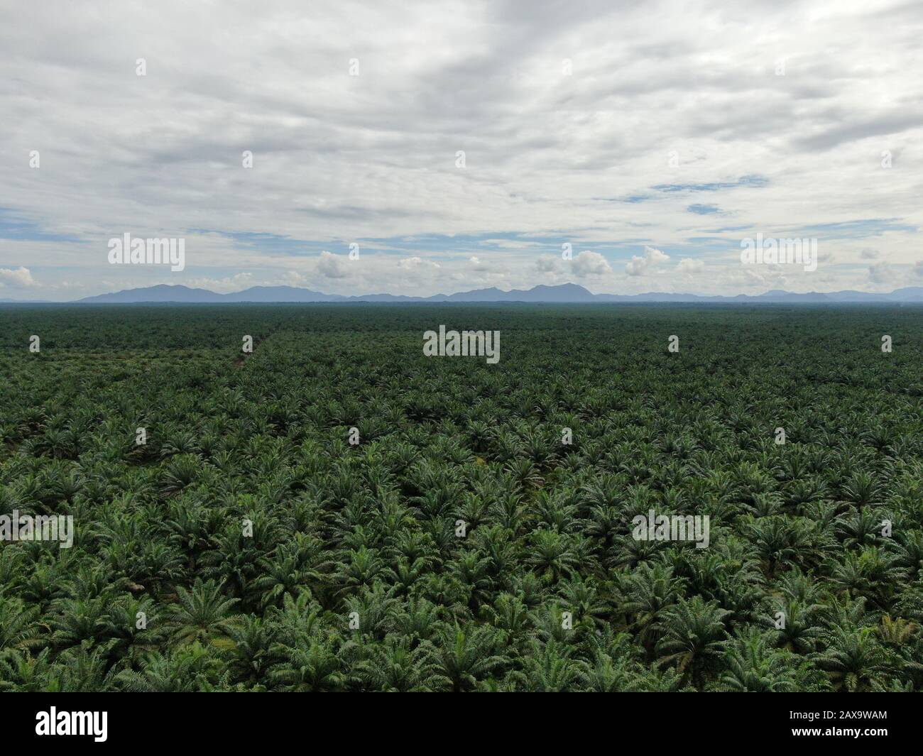 The Palm Oil Estates at Sarawak, the Borneo Island, Malaysia Stock ...