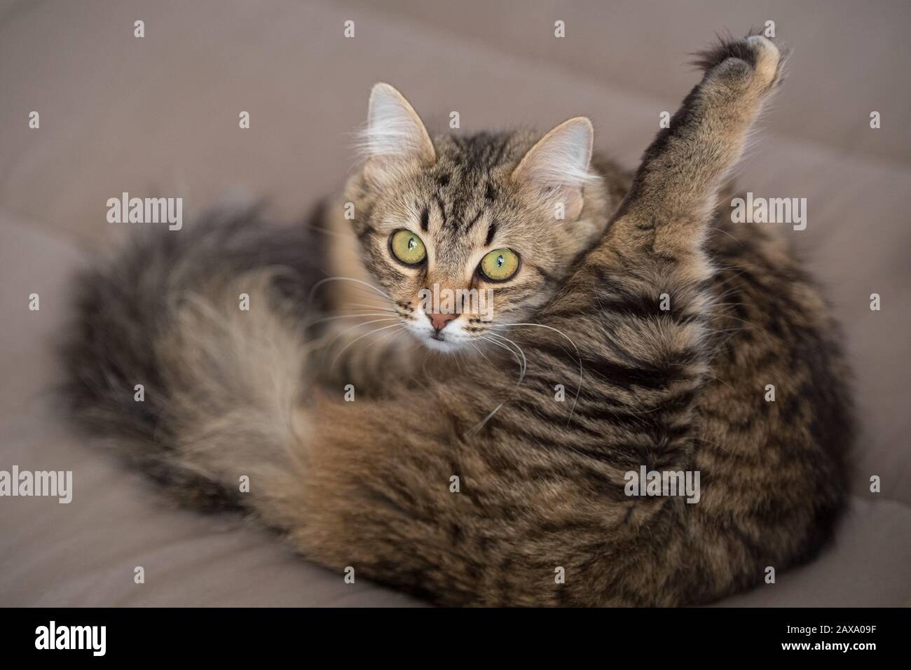Cat licking himself on a bed at home Stock Photo Alamy