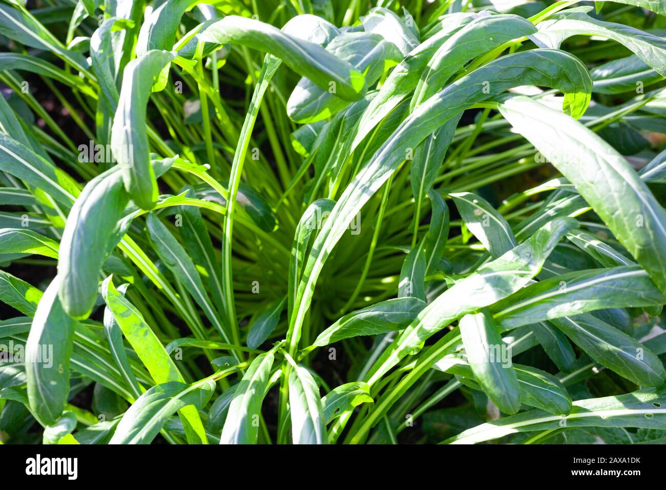 Close-up of rich-green foliage of Mibuna Stock Photo