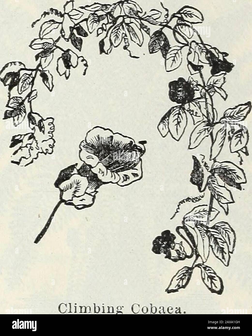 Steckler's seed catalogue and garden manual for the southern states : 1902 . plants ontheir own roots, superior to grafted plants. Clematis Jackmani—Purple, immenseflowers. Clematis JackmaniSuperba—Immensepure white flowers. Clematis, The Gem—Deep lavender,very striking; any of the above, first size,75c. each; extra size $1.00 each. Clematis PaniculaTa—One of the mostbeautiful of our hardy flowering vines. Theflowers are pure white and are borne ingreat panicles or clusters of bloom, fairly covering the plants so that it is a mass orsheet of fleecy white. The fragrance is de-licious, resemblin Stock Photo