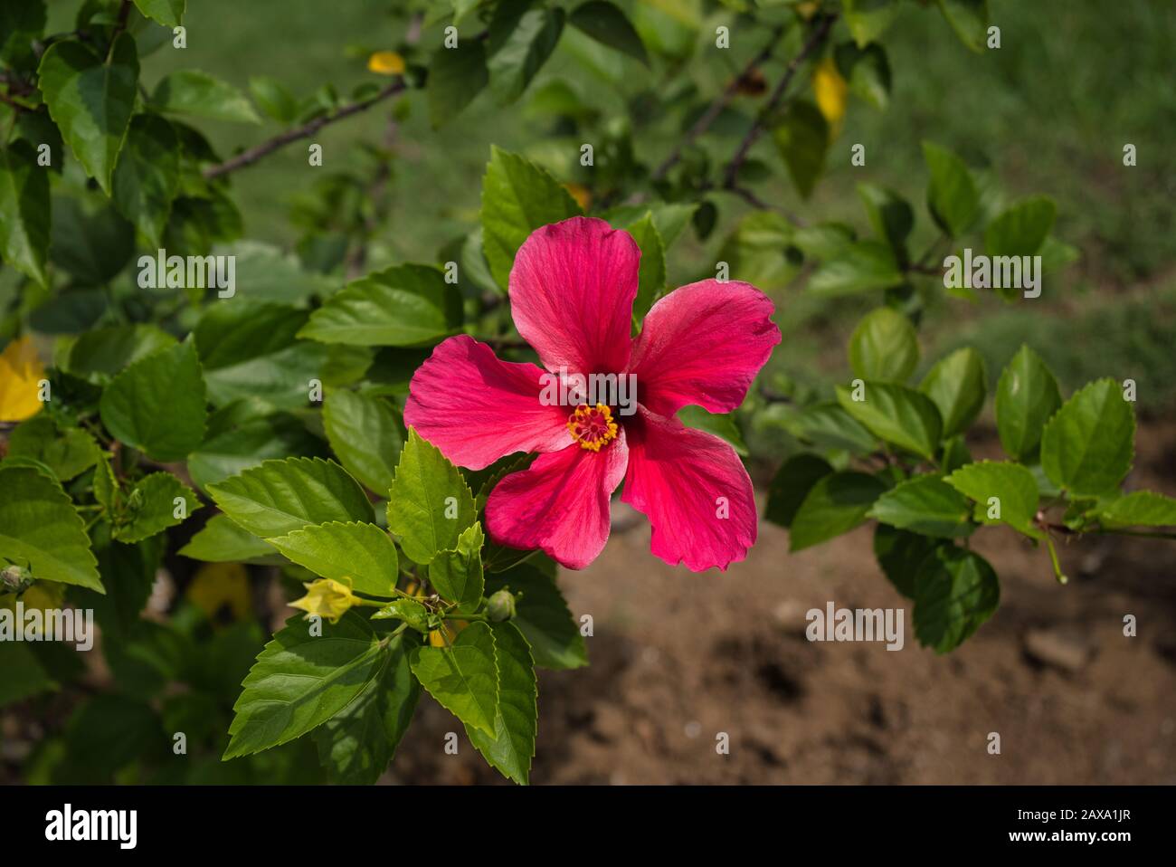 Panama flower hires stock photography and images Alamy