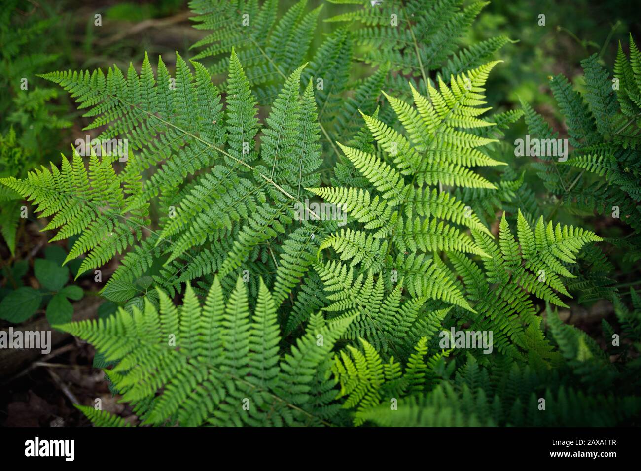 Wild fern variety cinnamon ferm growing in a forest Stock Photo Alamy