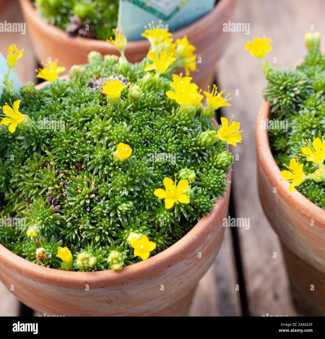 UK Garden Alpines - Yellow mountain saxifrage in terracotta pots Stock Photo