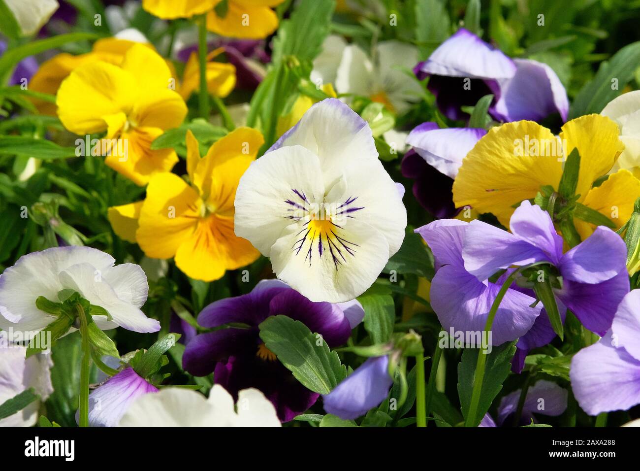 Pansies is blooming in meadow, closeup. Variety spring violas is growing in garden. Landscaping and decoration in springtime. Stock Photo