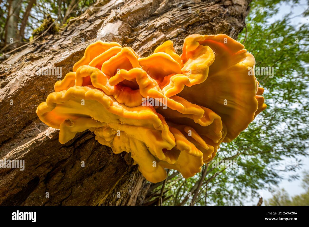Laetiporus,edible mushrooms,Laetiporus sulphureus,sulphur shelf, chicken of the woods, the chicken mushroom, chicken fungus Stock Photo