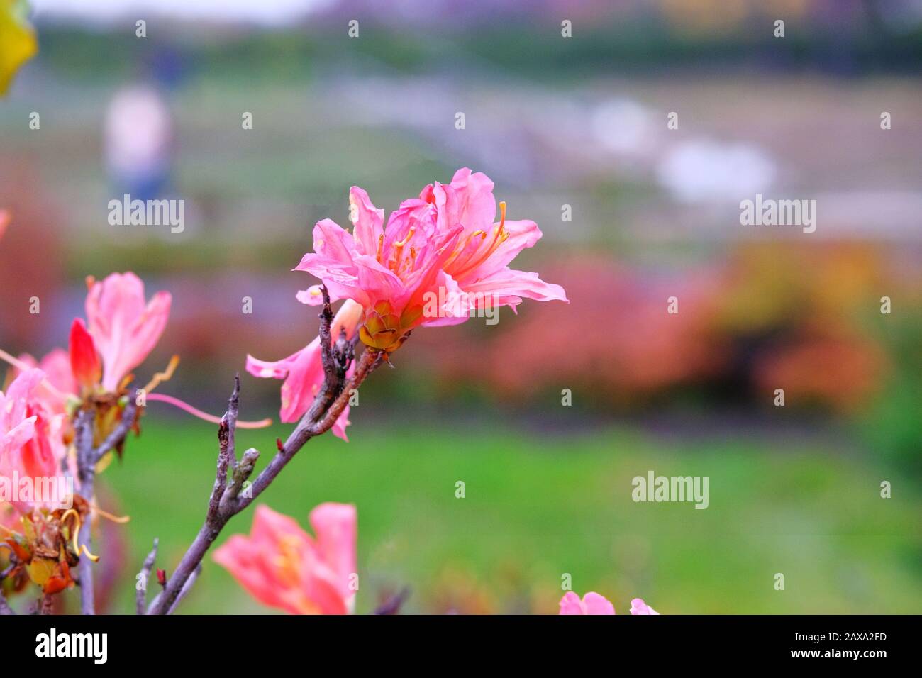 Rhododendron molle bush is blooming in city park, copy space. Сoral flowers is growing in garden. Landscaping and decoration in springtime season. Stock Photo