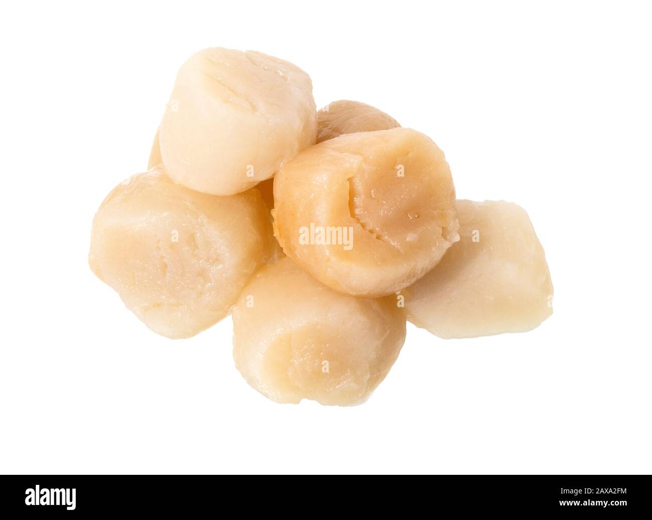 Scallops isolated on white background. Raw fresh scallops adductor. Fresh seafood. Stock Photo