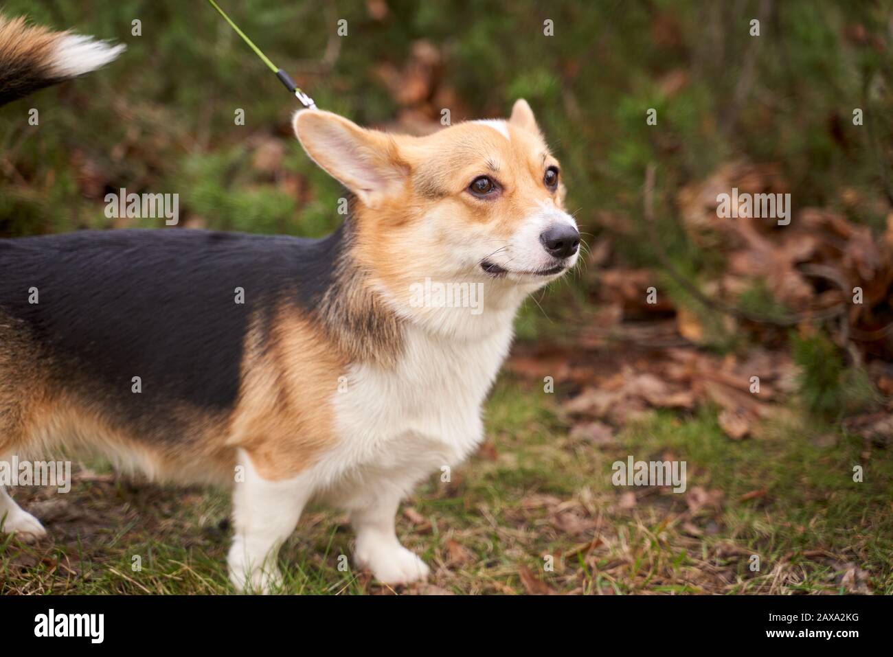 Corgi on leash, walking animal in fresh air city Stock Photo - Alamy