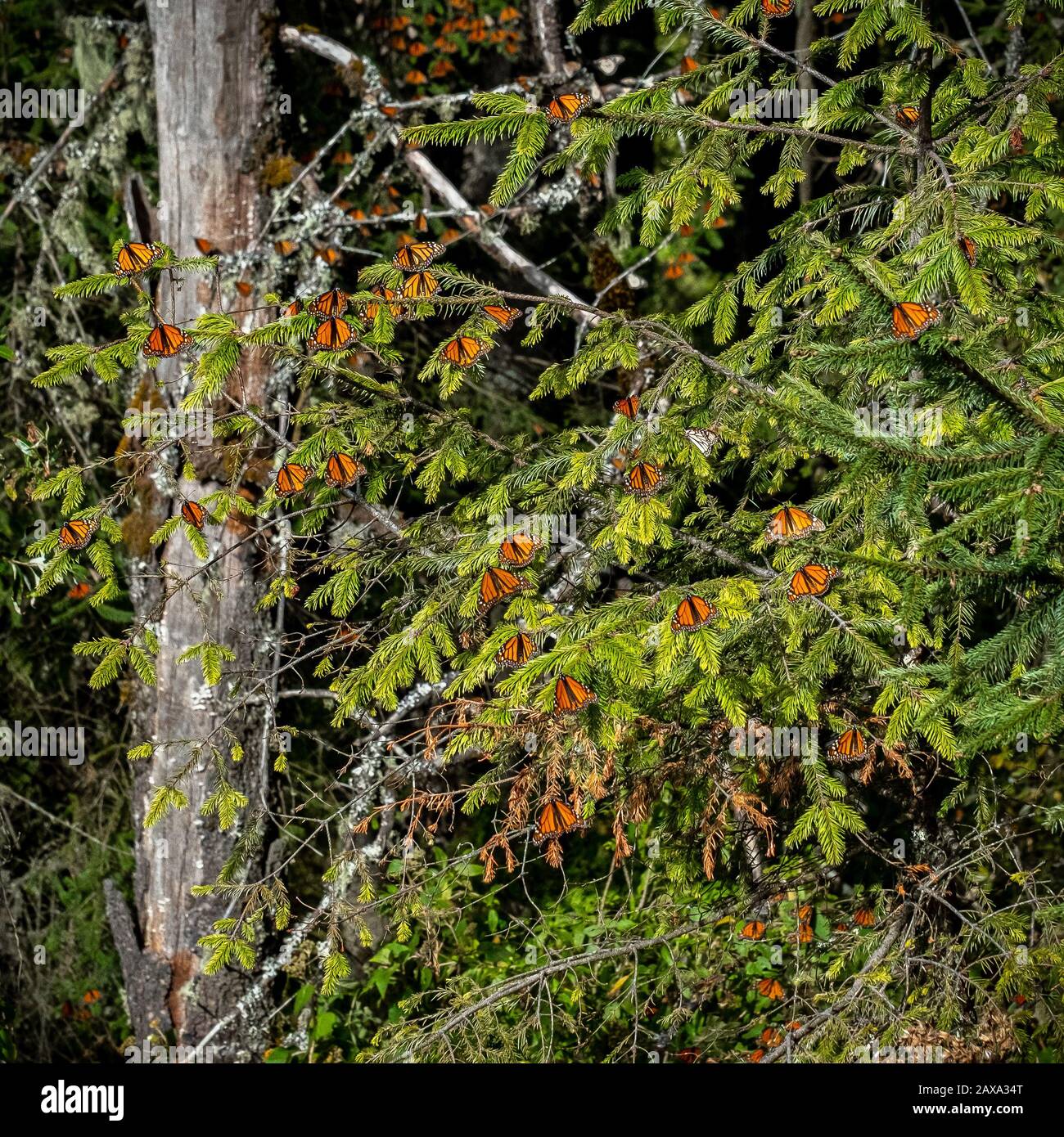 A square photo of dozens of monarch butterflies in the forest at the end of their winter migration to Mexico Stock Photo