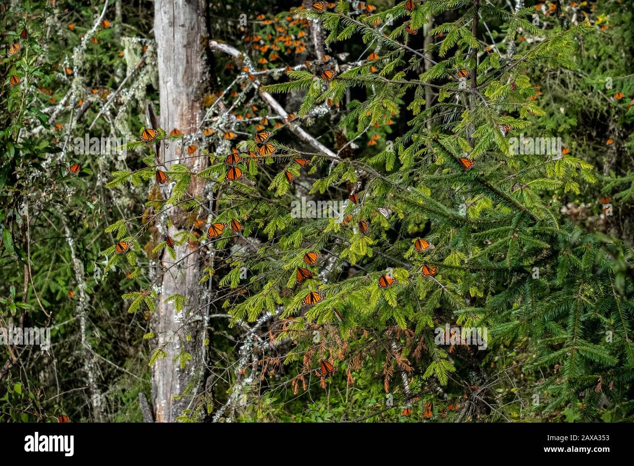 A landscape photo of dozens of monarch butterflies in the forest at the end of their winter migration to Mexico Stock Photo