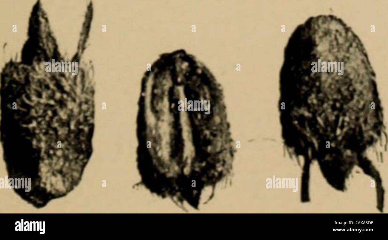 The Horned Larks and Their Relation to Agriculture . • •• i Stock Photo