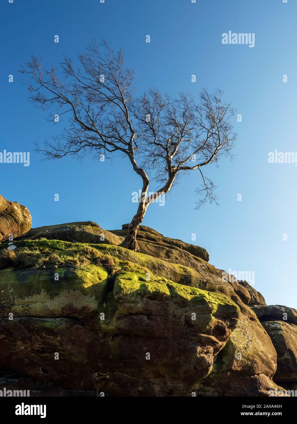 Lone tree clinging to gristone rock formations at Brimham Rocks Brimham Moor Nidderdale AONB North Yorkshire England Stock Photo