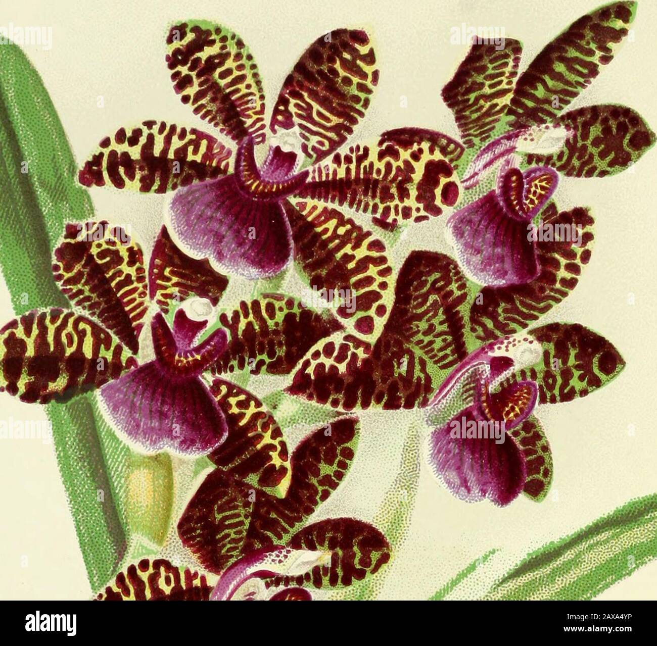 The Woodlands orchids described and illuswith stories of orchid collecting . 9. 1 Stock Photo
