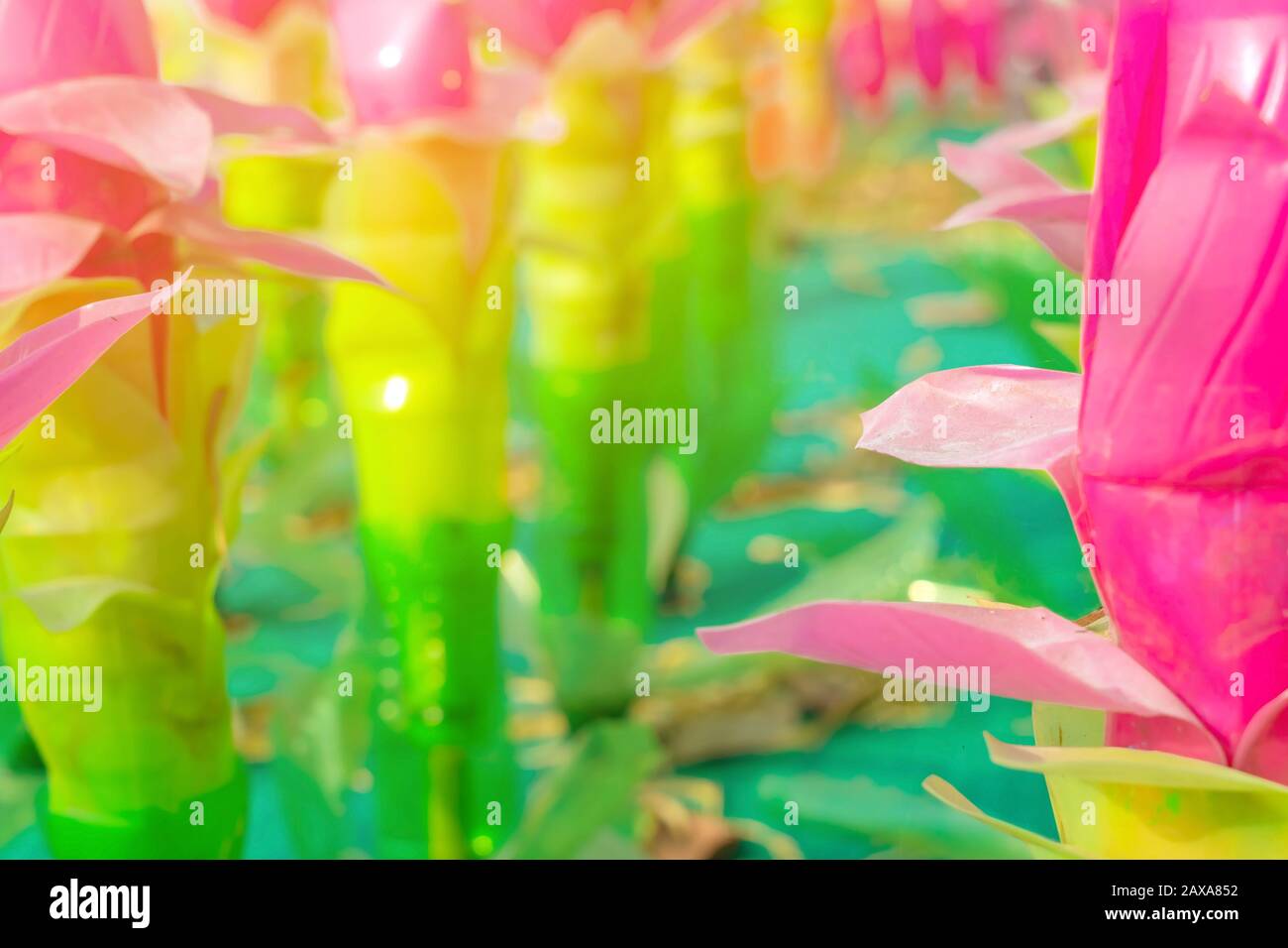 Recycled Colorful Plastic Flowers Made From Plastic Bottles To
