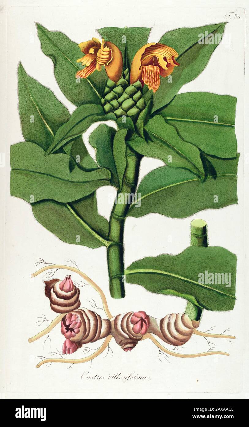 Hand painted botanical study of a Costus villosissimus  flower and leaf anatomy from Fragmenta Botanica by Nikolaus Joseph Freiherr von Jacquin or Bar Stock Photo