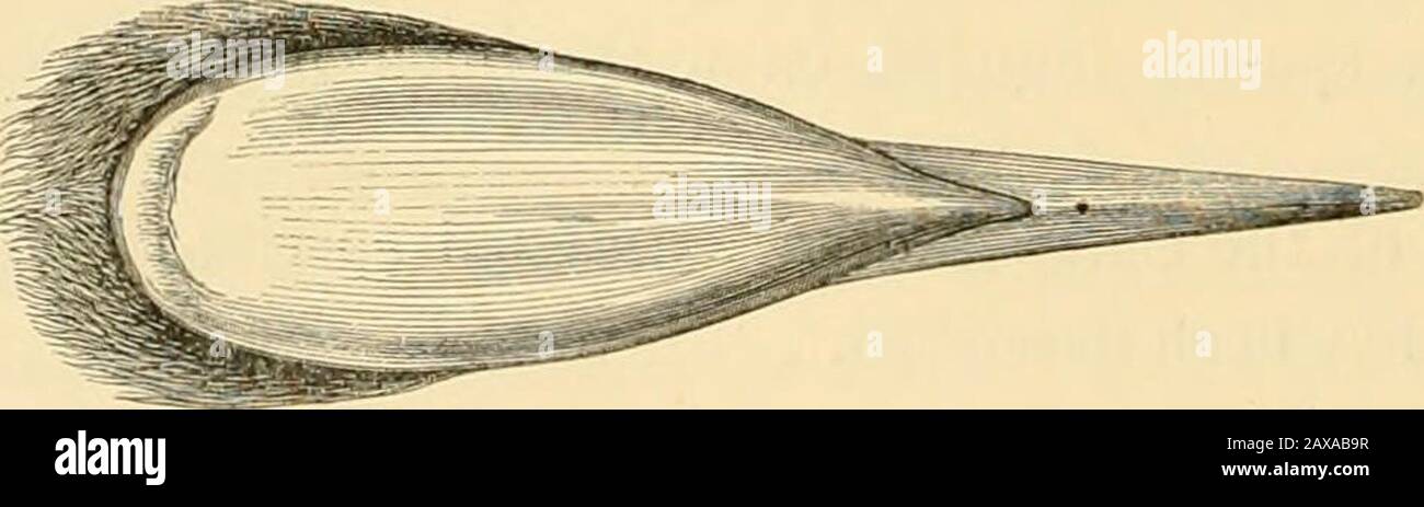 The ornithological works of Arthur, ninth Marquis of Tweeddale . Side view of head of Buceros mindanensis.Fig. 2.. ridge Head of Buceros mindanensis, from above. In the two known species the contour of the superior flat plane of the casque is that ofan oval, the posterior end being rounded and the anterior pointed. In this Leyte species theposterior end is also rounded; but the sides, instead of gradually expanding to the greatestbreadth of the superficial area and then gradually contracting to the apical point, continue in * B. hydrocorax and B. mindanensis. t [ Antea, p. 467.—Ei&gt;.] 1878.] Stock Photo