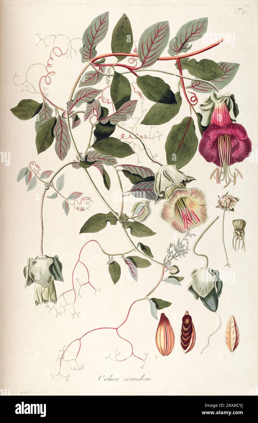 Hand painted botanical study of an unidentified flower anatomy from Fragmenta Botanica by Nikolaus Joseph Freiherr von Jacquin or Baron Nikolaus von J Stock Photo