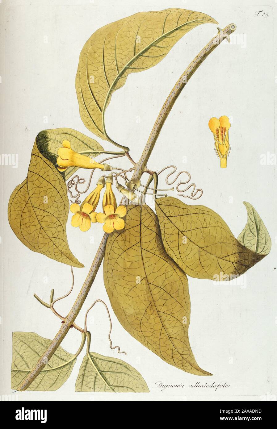 Hand painted botanical study of Bignomia flower anatomy from Fragmenta Botanica by Nikolaus Joseph Freiherr von Jacquin or Baron Nikolaus von Jacquin Stock Photo