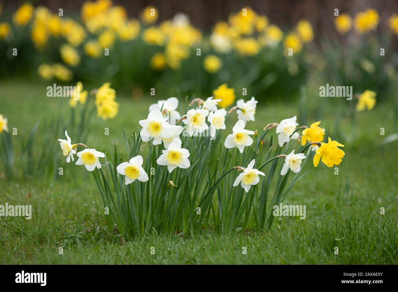 Narcissus Ice Follies in a group isolated with yellow daffodils in the background Stock Photo