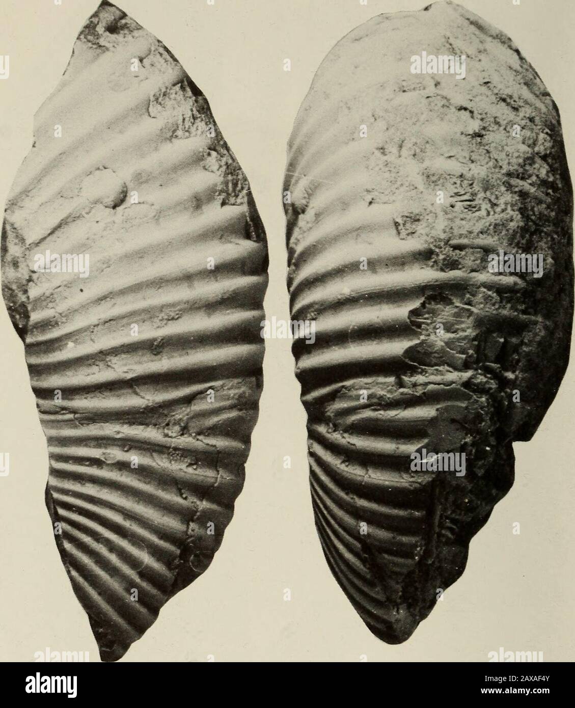 Annals Of The South African Museum Annale Van Die Suid Afrikaanse Museum Fig 38 A B Australiceras Sp Indet A Sas L3 From Locality 170 Zululand Aptian I Ii X 1 C Tonohamites Aequicingulatus Annals Of The South African Museum Annale Van Die Suid Afrikaanse Museum Fig 38 A B Australiceras Sp Indet A Sas L3 From Locality 170 Zululand Aptian I Ii X 1 C Tonohamites Aequicingulatus