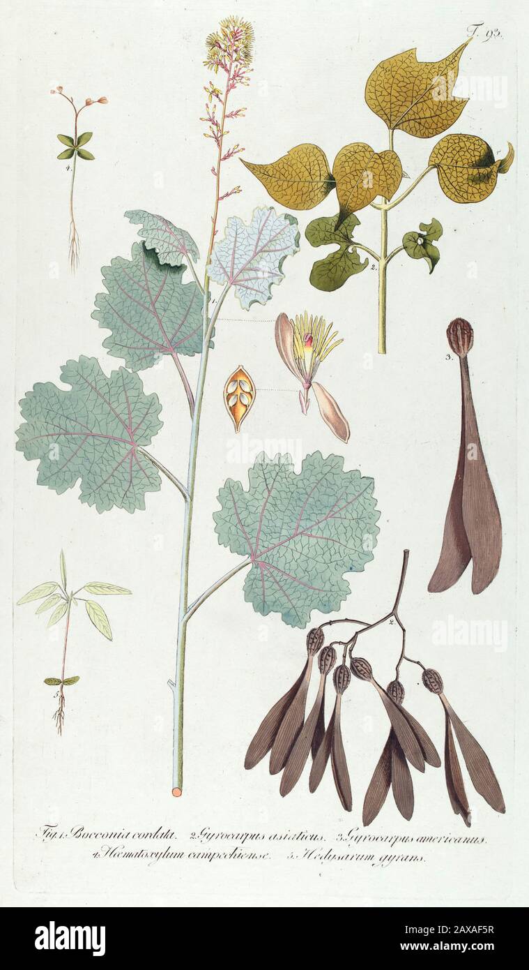 Hand painted botanical study of a Macleaya cordata, the five-seeded plume-poppy syn Bocconia cordata flower anatomy from Fragmenta Botanica by Nikolau Stock Photo