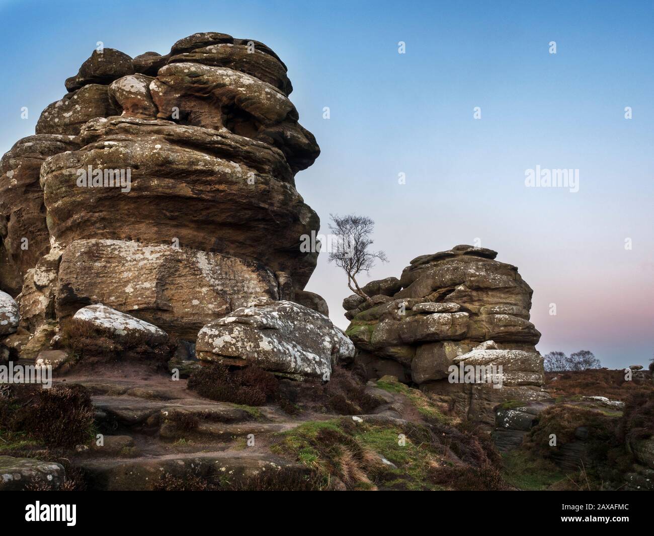 Gritstone rocks and lone tree with pink twilight sky at Brimham Rocks Brimham Moor Nidderdale AONB North Yorkshire England Stock Photo