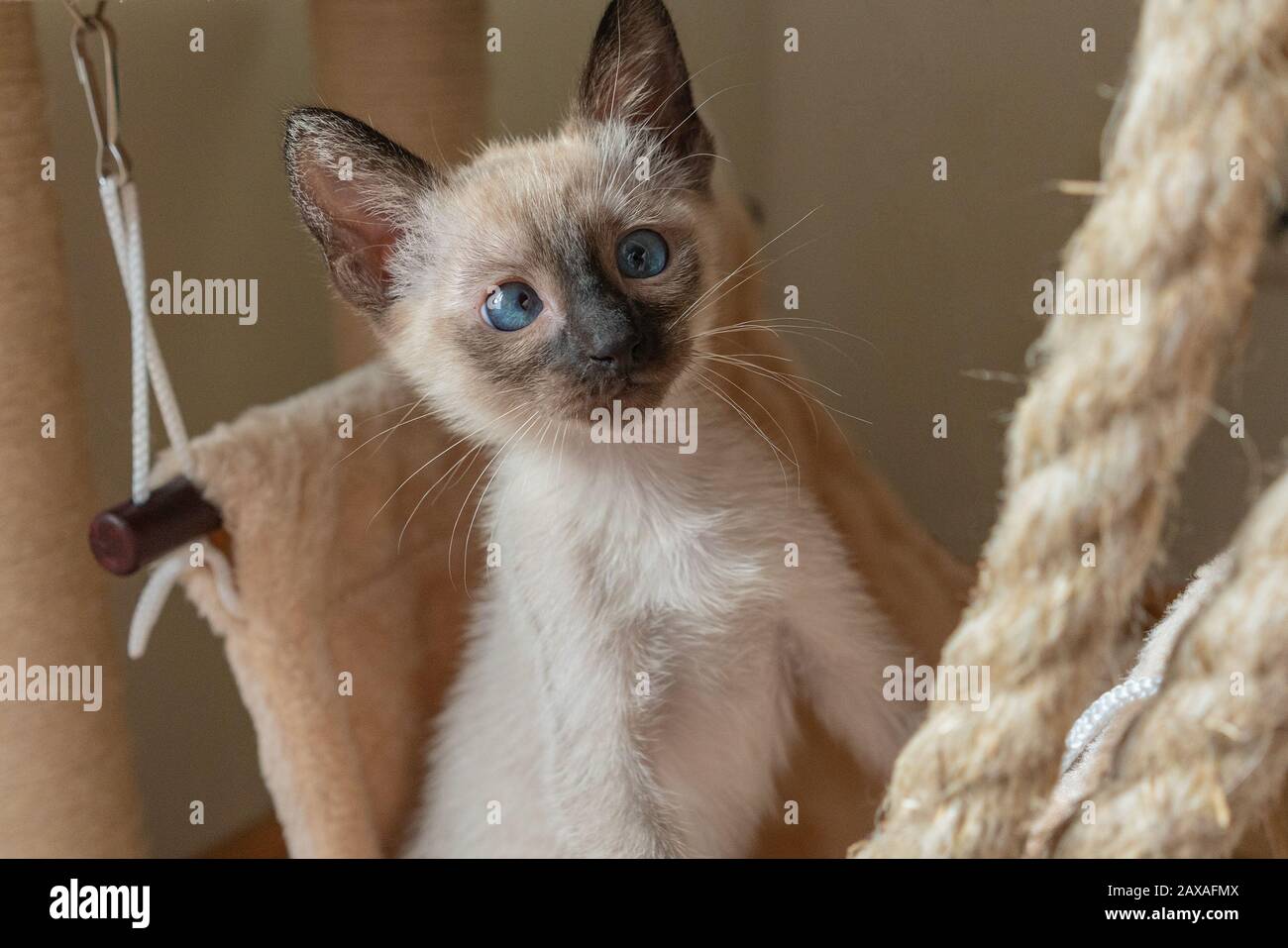 Purebred siamese cat hi res stock photography and images Alamy