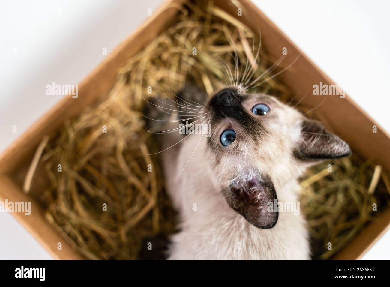Cute kitten hiding in a box basket. Purebred 2 month old Siamese cat with blue almond shaped eyes on box basket background. Concepts of pets play hidi Stock Photo