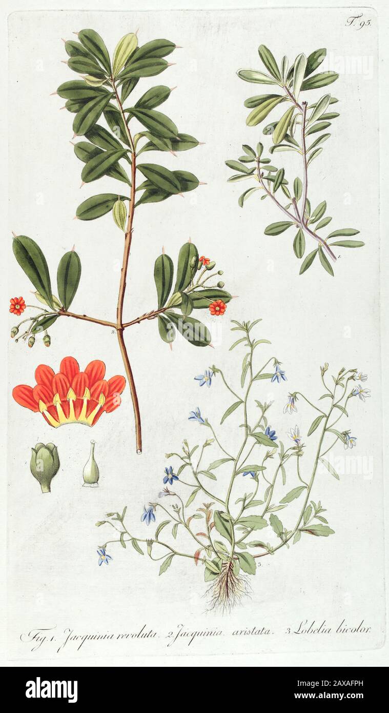 Hand painted botanical study of flower anatomy from Fragmenta Botanica by Nikolaus Joseph Freiherr von Jacquin or Baron Nikolaus von Jacquin (printed Stock Photo