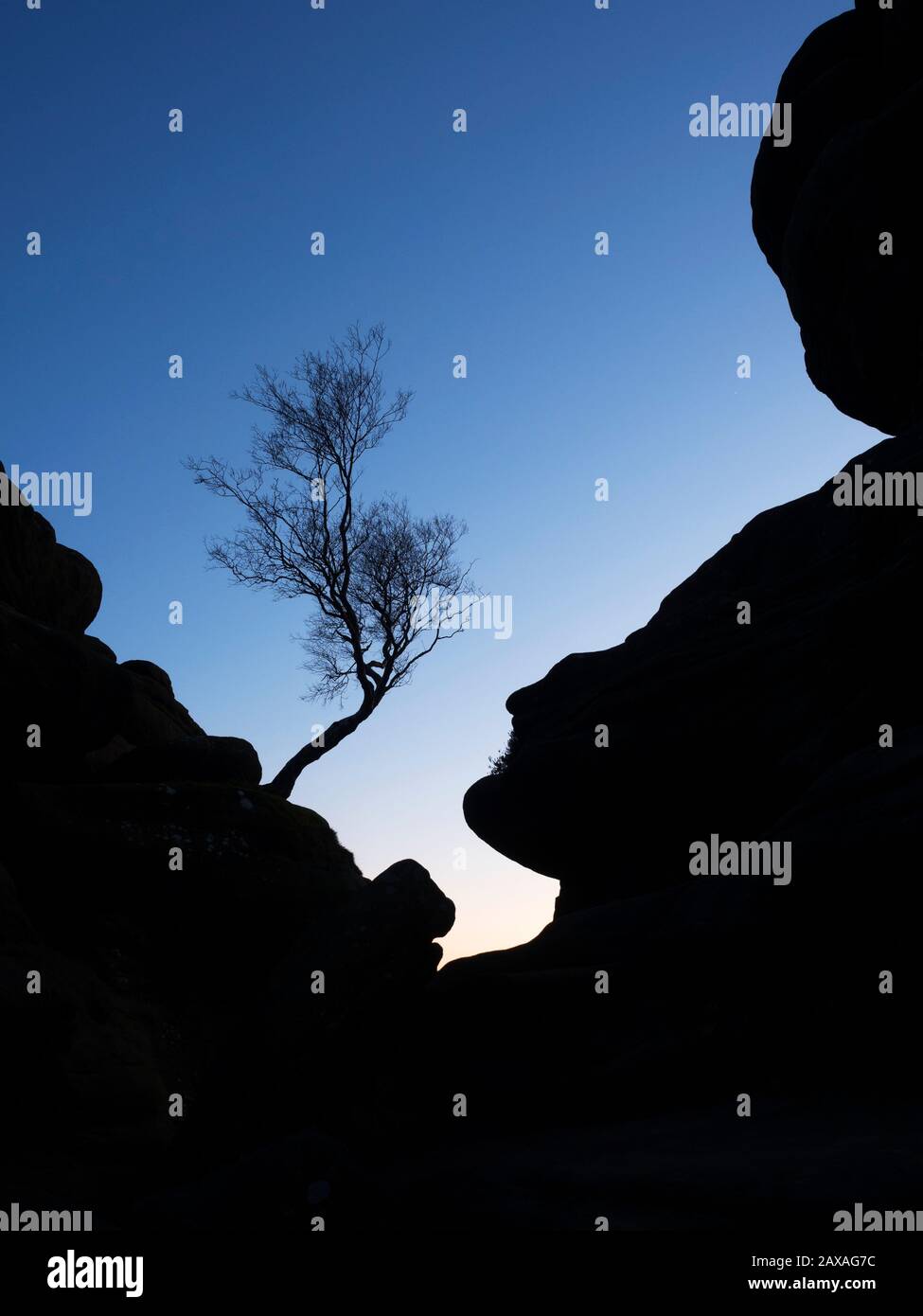 Windswept tree silhouetted against a twilight sky at Brimham Rocks Brimham Moor Nidderdale AONB North Yorkshire England Stock Photo