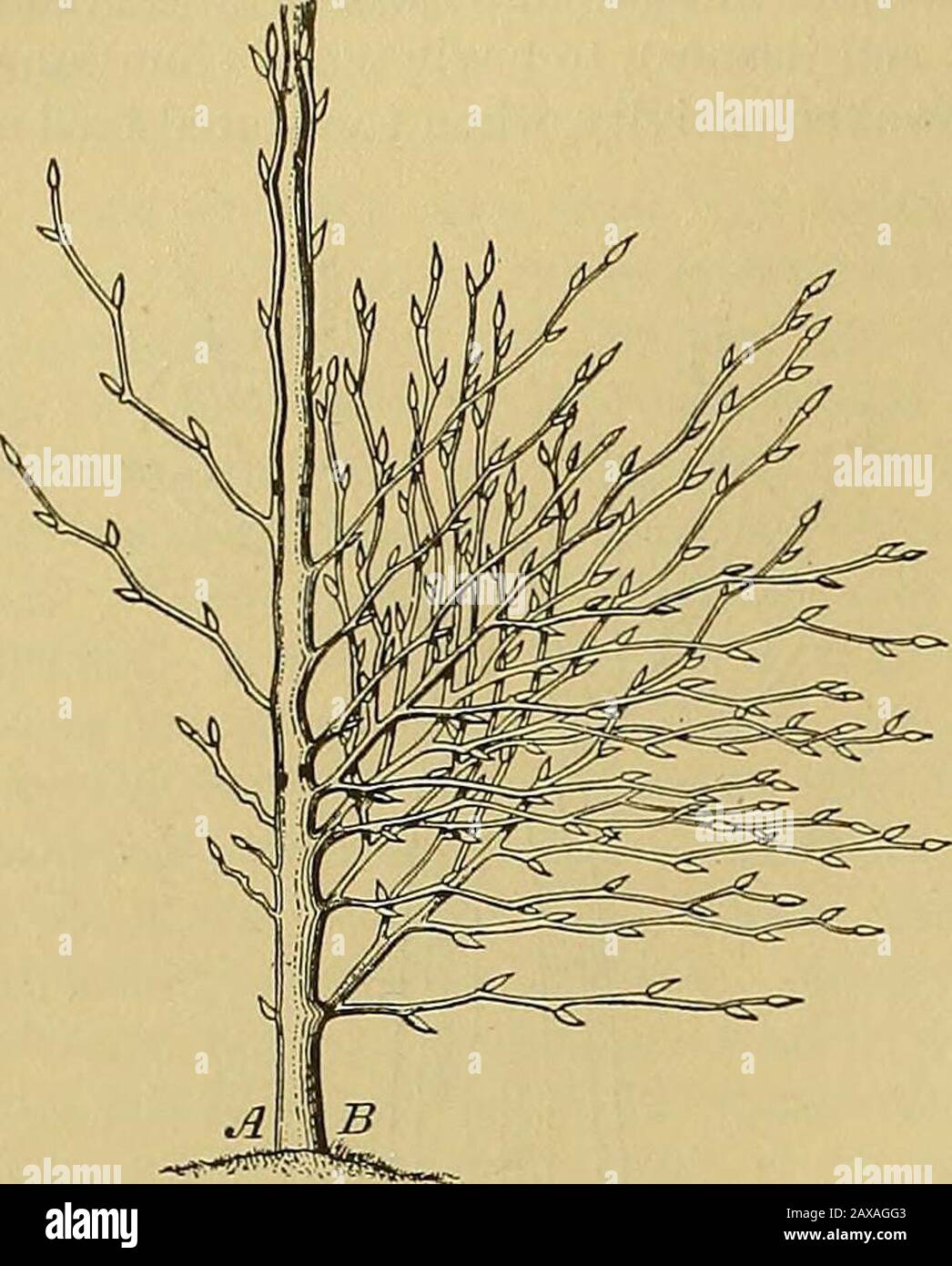 Report upon the forestry investigations of the U.SDepartment of agriculture1877-1898 . Fig. 27.—Pbysiological importance of different parts ofthe tree; pathways of water and food materials. (Schematic.) PKOGRESS OF DEVELOPMENT. Like wheat or corn, the tree seeds require as conditions for sprouting sufficient moisture,warmth, and air. The seeds, however, differ from grain in that most of the kinds lose their powerof germination easily; with few exceptions (locust, pine, spruce), they can not be kept for anylength of time. The first leaves formed often differ essentially in shape from those of t Stock Photo