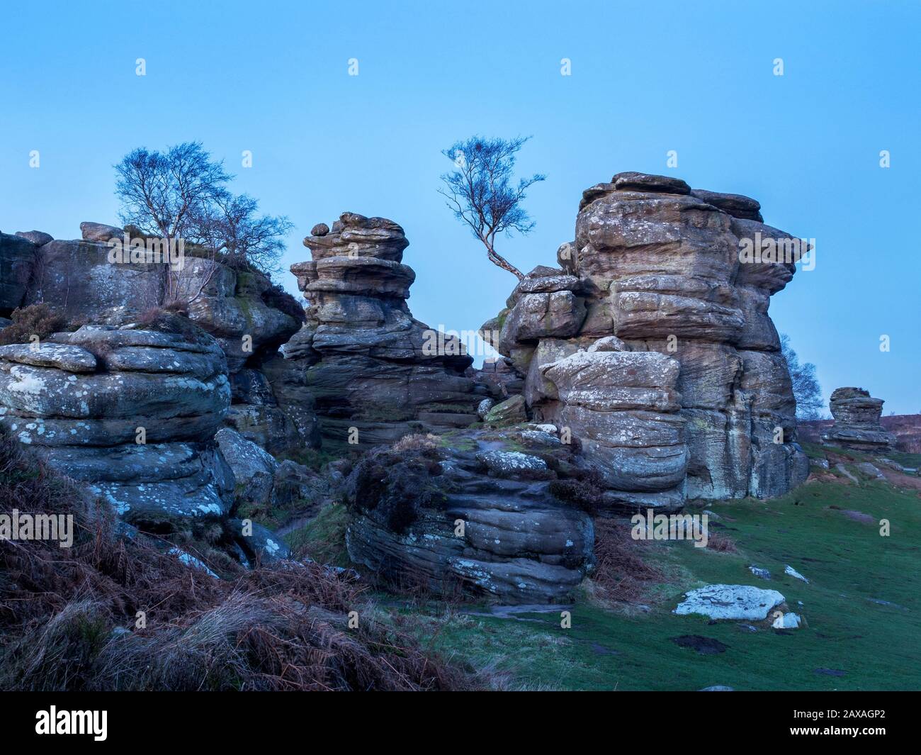 Gristone rocks and lone tree in twilight at Brimham Rocks Brimham Moor Nidderdale AONB North Yorkshire England Stock Photo