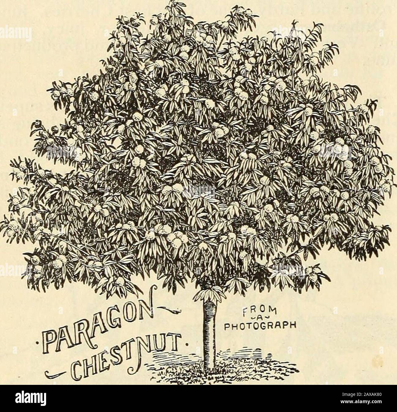 Lovett's illustrated catalogue : trees and plants . Stock Photo
