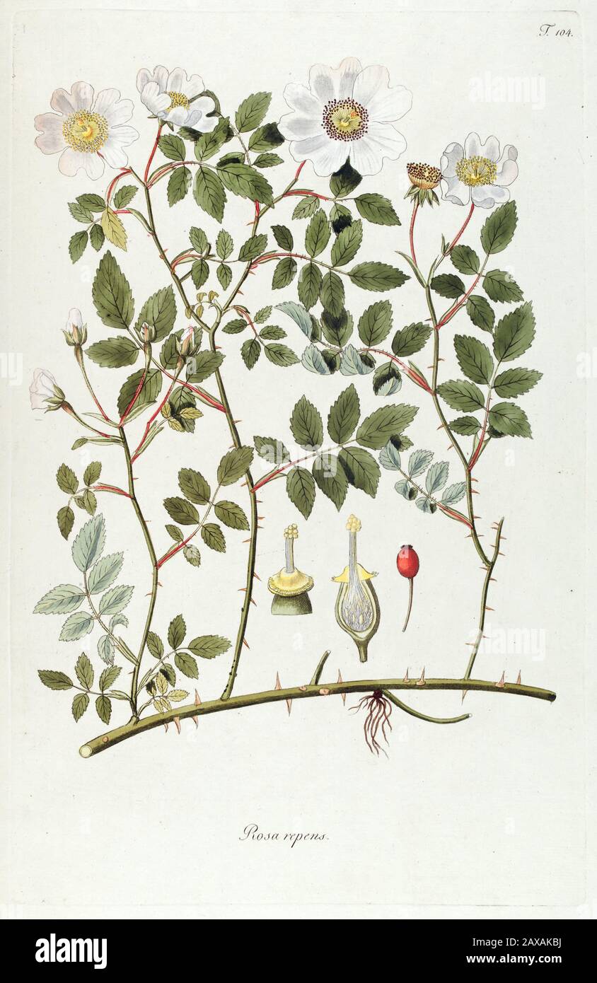 Hand painted botanical study of rose (rosa) bush from Fragmenta Botanica by Nikolaus Joseph Freiherr von Jacquin or Baron Nikolaus von Jacquin (printe Stock Photo