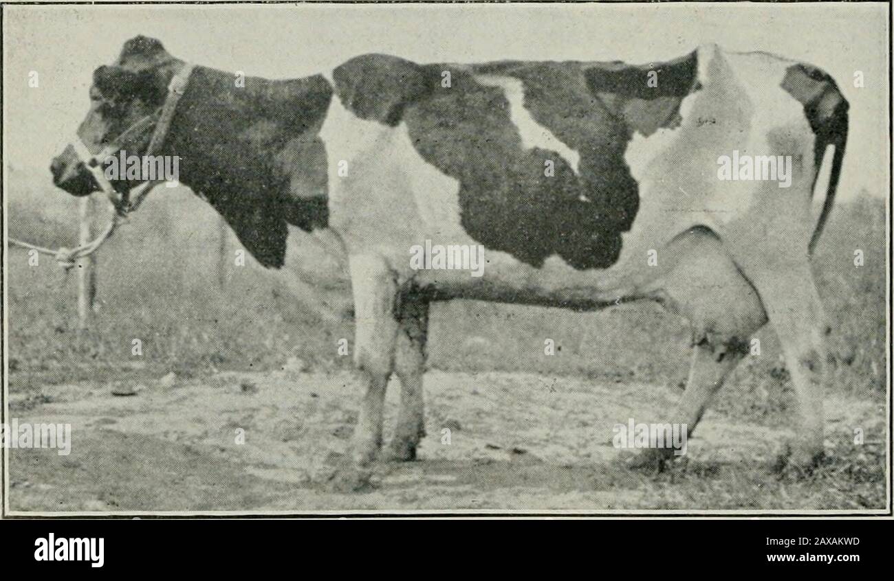 The Journal of the Department of Agriculture, Victoria . ANTITY OF MILK. KNOWN TO BE AFFECTED WITH TUBERCULOSISFOUR YEARS. good ; she may conceive and milk like an ordinary cow, and maveven be the sleekest and fattest in the herd. The illustrations shownare those of cows apparentlv in the best of health ; some of them. ]?iitrual of Agricururc, Yicioria. [lo Aug., 1912. indeed, in fat condition. They were, howexer, known to be affected?with tuberculosi.s, di.strihuting the bacilli through their faeces, and someoof them through th-ir milk. The necessity for cleanliness in mlking - ^i ^M f i. ri Stock Photo