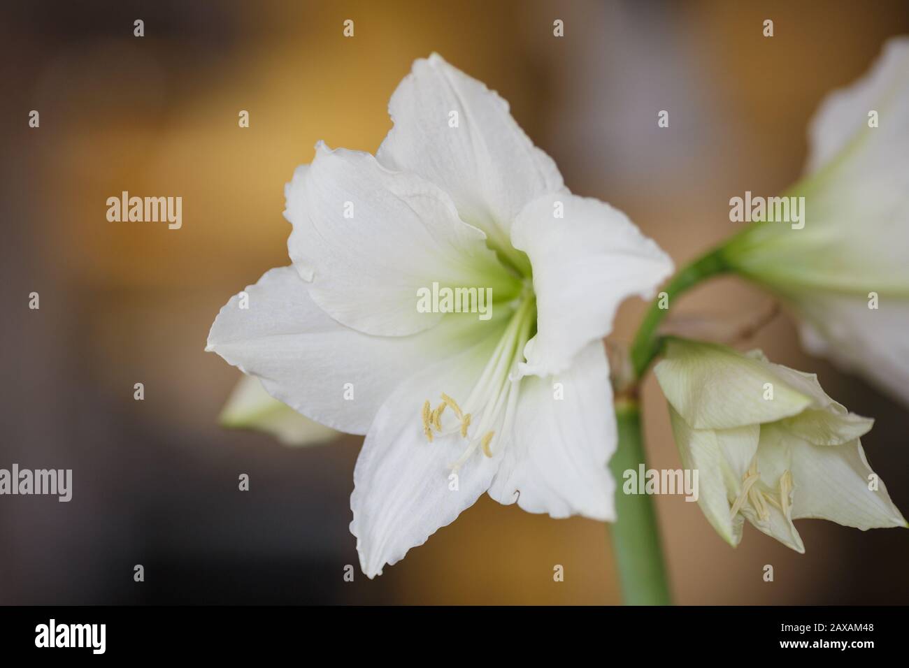 Amaryllis white matterhorn blooming indoors, white hippeastrum Stock Photo